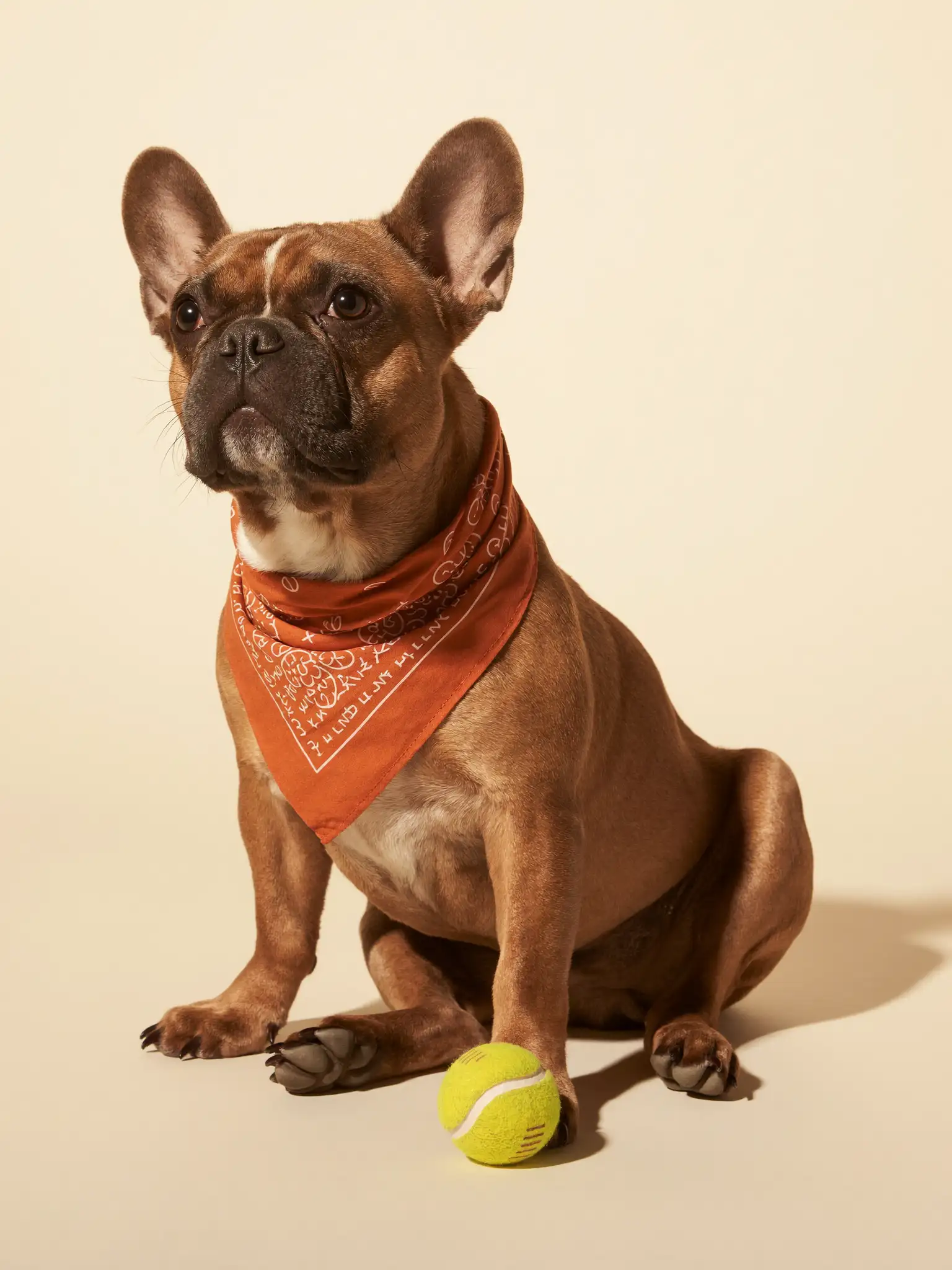 Bouledogue français portant un bandana terracotta, portrait studio